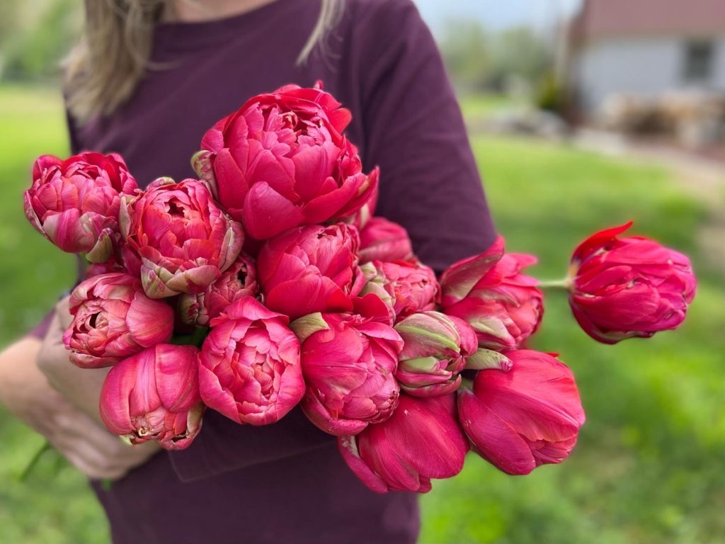 Peony tulips