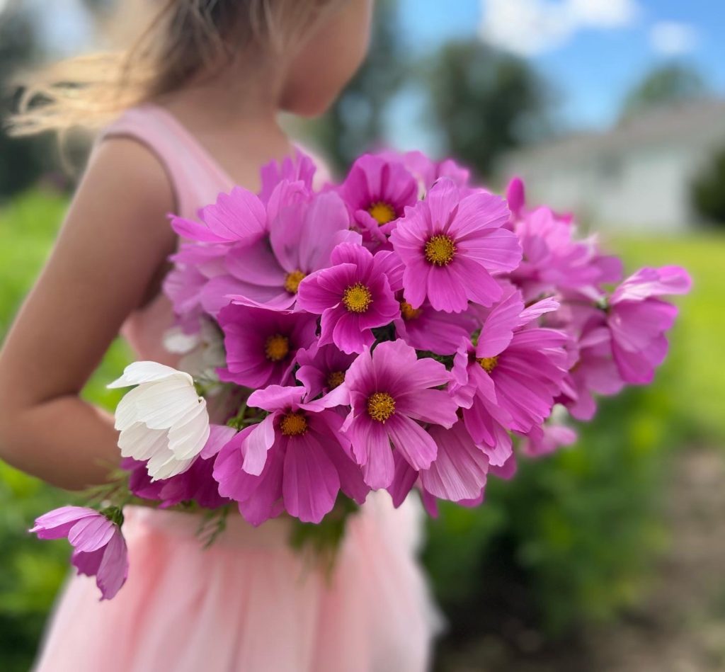 Little girl holding a large bouquet of freshly picked cosmos.