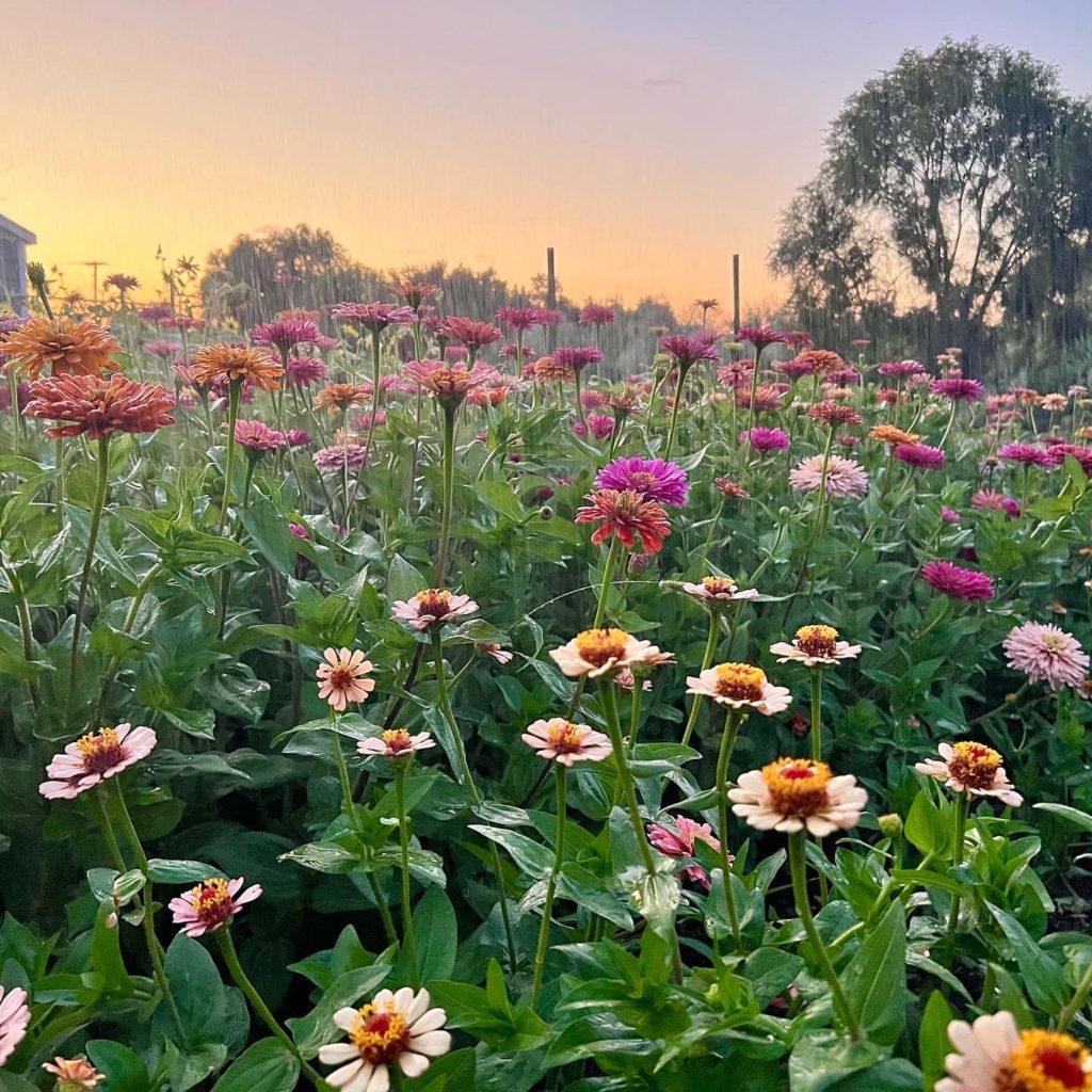 Zinnia field