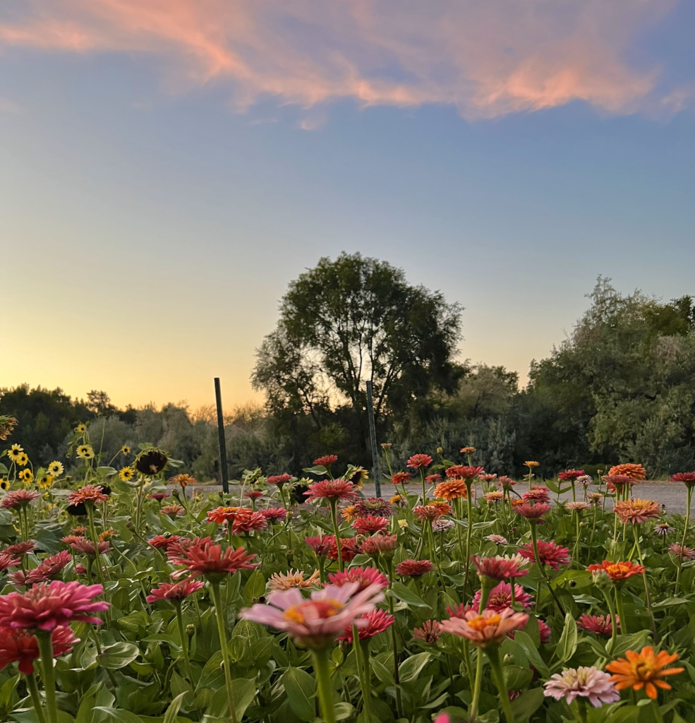 Zinnia field at sunset