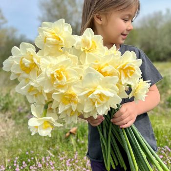 Daffodil bouquet